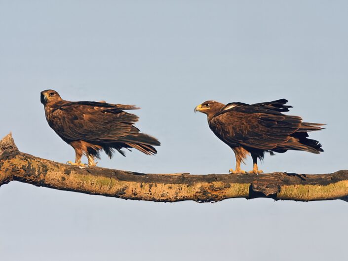 Aquila nipalensis, Steppe eagles, Steppenadler
