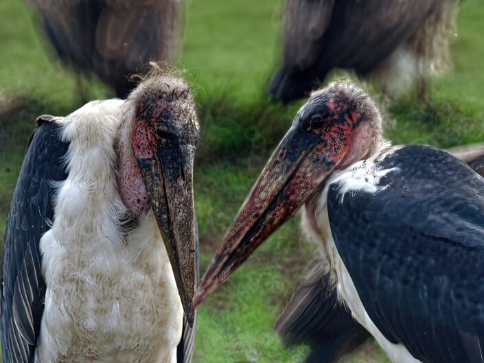 Marabou stork