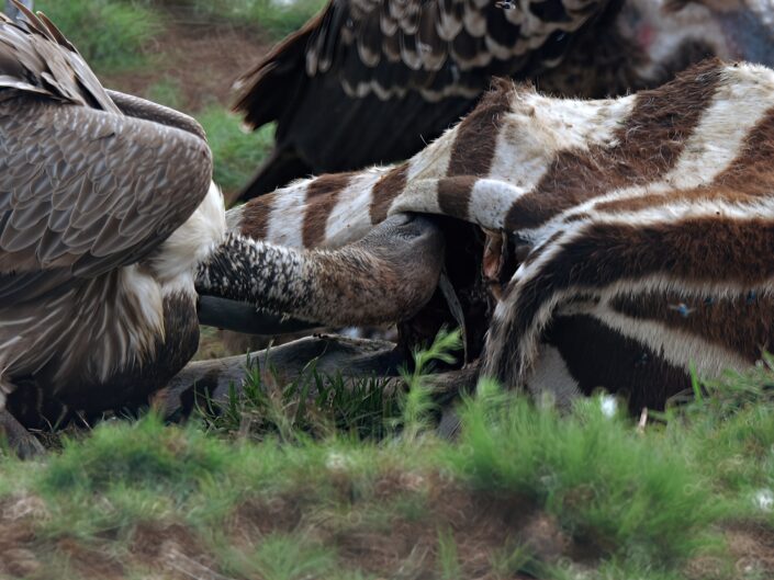 Gyps africanus, White-backed vulture (Weißrückengeier)