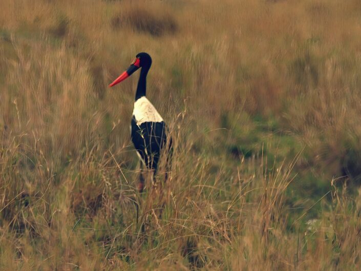 Saddle-billed stork