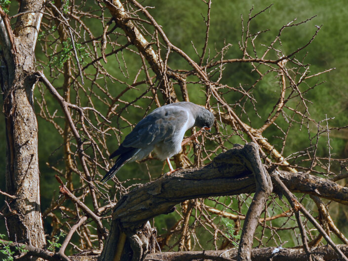 Melierax metabates, Dark chanting goshawk, Graubürzel-Singhabicht