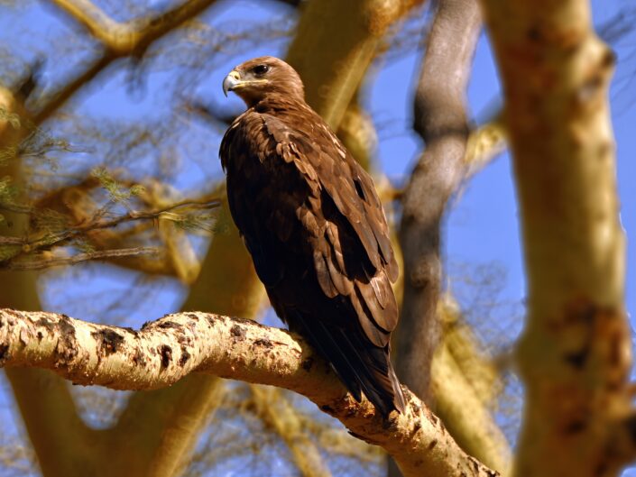 Aquila nipalensis, Steppe eagles, Steppenadler