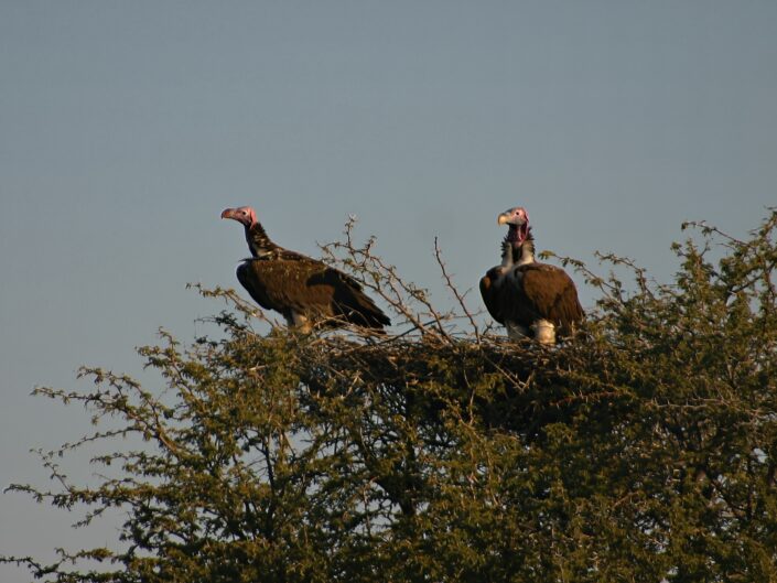 Torgos tracheliotus, Lapped-faced Vulture (Ohrengeier), Namibia