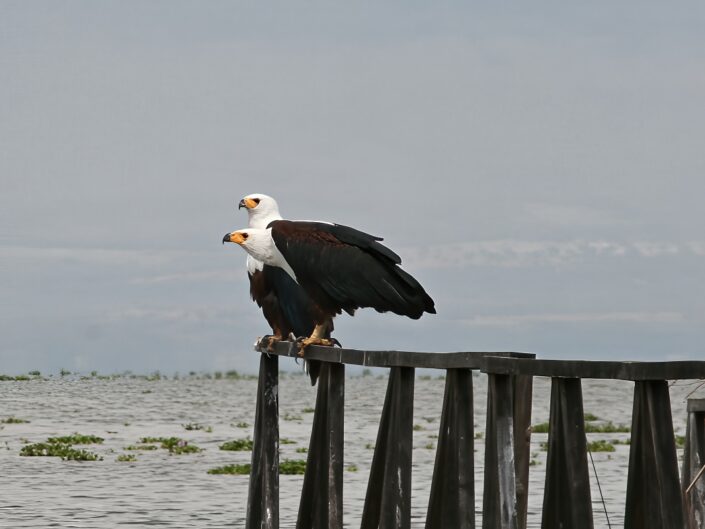 Haliaeetus vocifer, African Fish Eagle (Schreiseeadler)