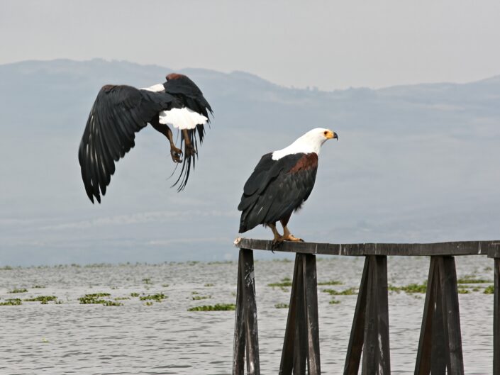 Haliaeetus vocifer, African Fish Eagle (Schreiseeadler)