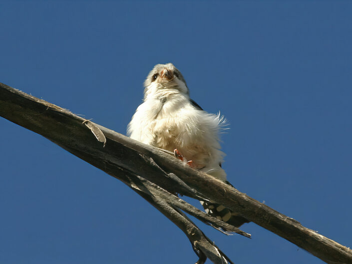 Pygmi falcon