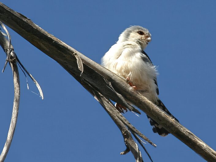 Pygmi falcon