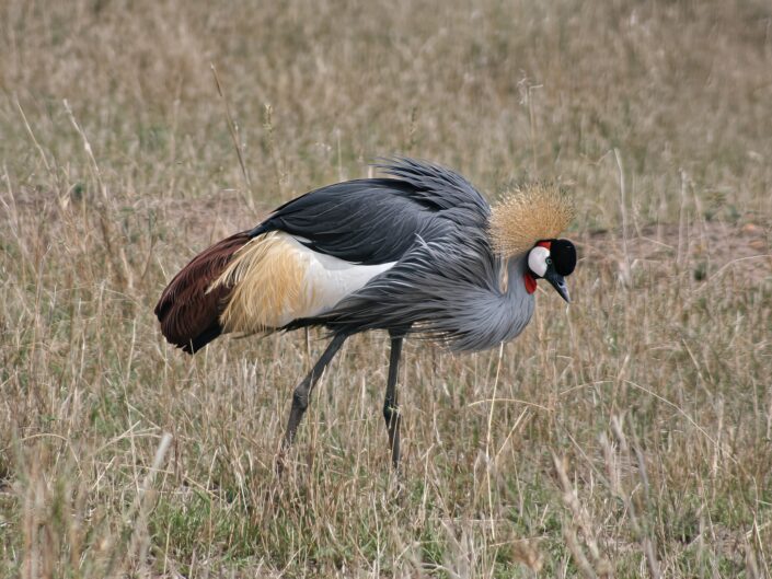 Grey crowned crane
