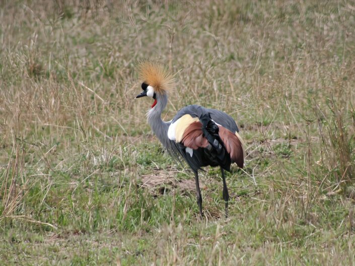 Grey crowned crane