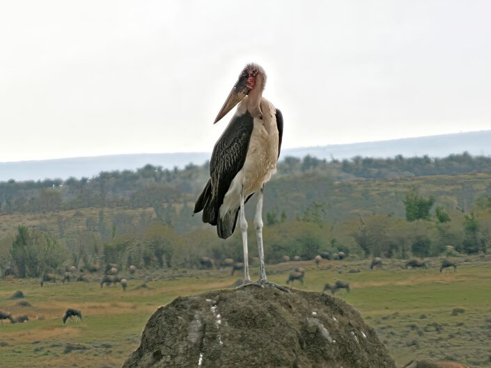 Marabou stork