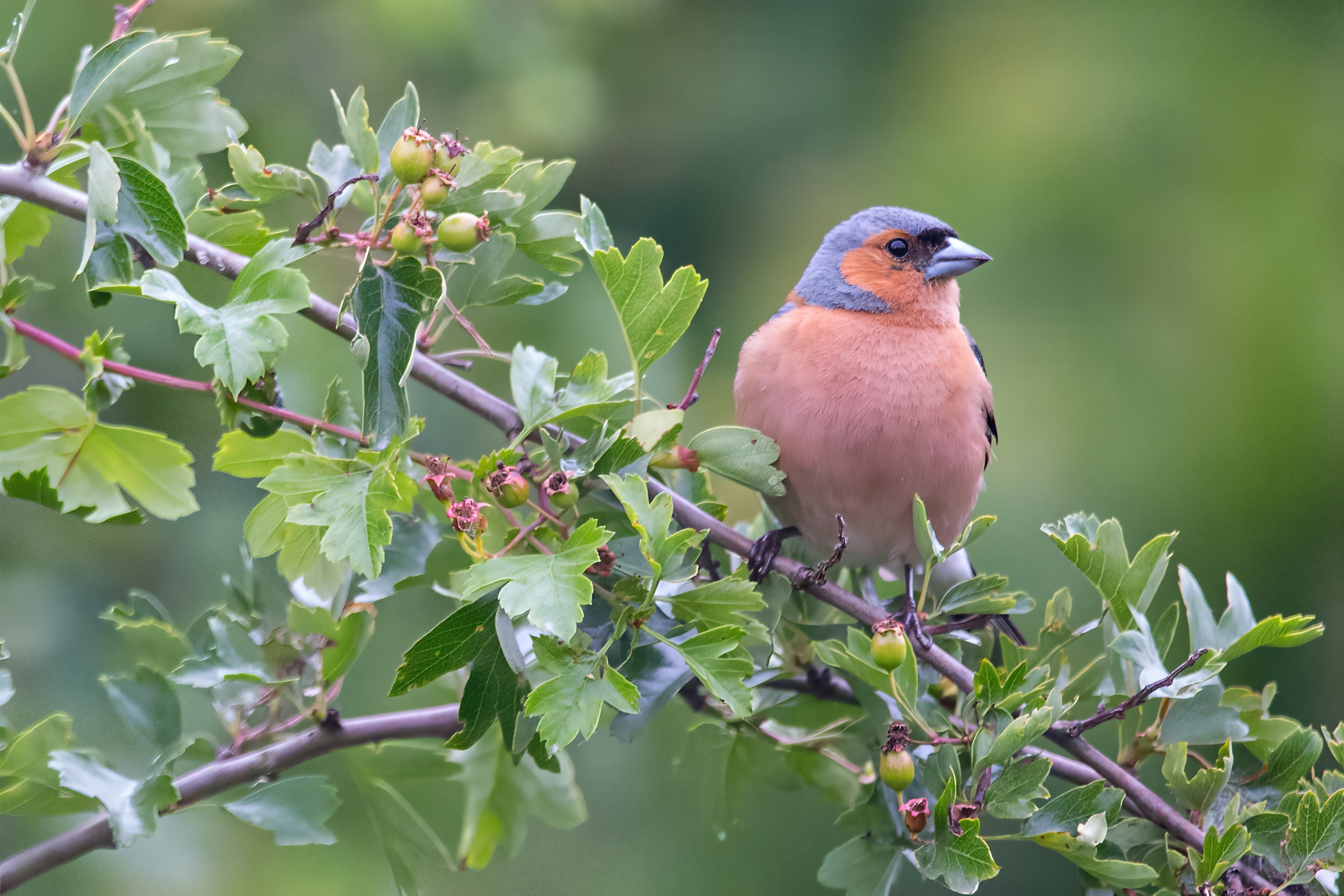 Male chaffinch on a perch