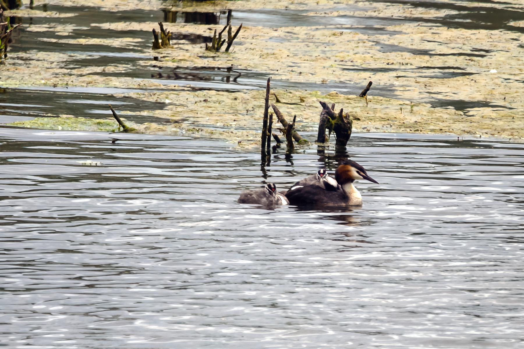 Great crested grebe with chicken