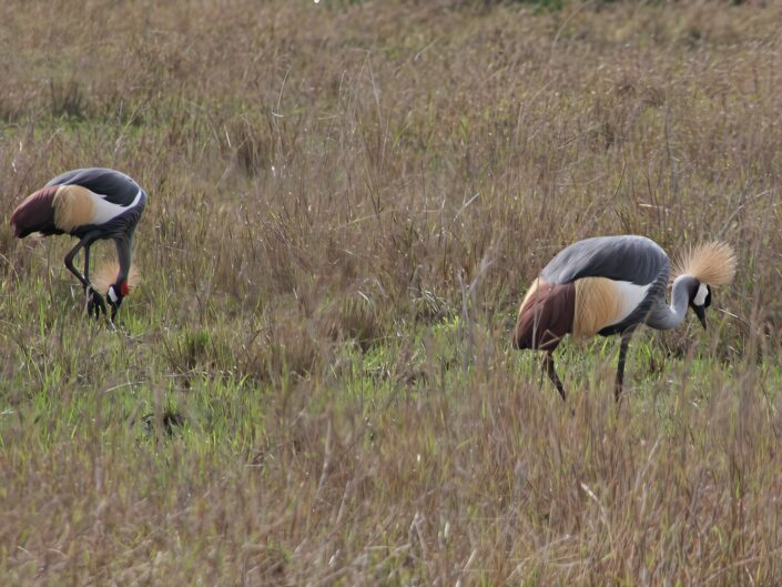 Grey crowned crane
