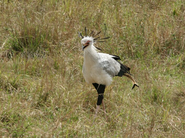Sagittarius serpentarius, Secretarybird, Sekretär