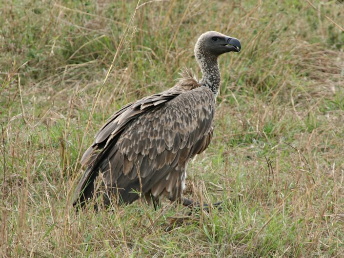 Gyps africanus, White-backed Vulture (Weißrückengeier)