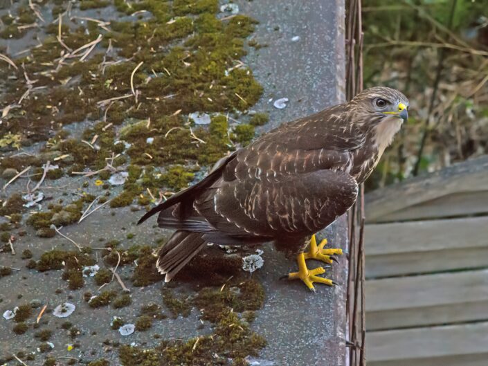 Buteo buteo, Common buzzard, Mäusebussard