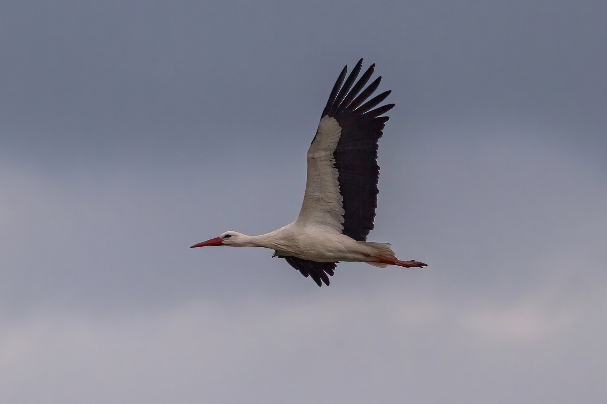 White stork
