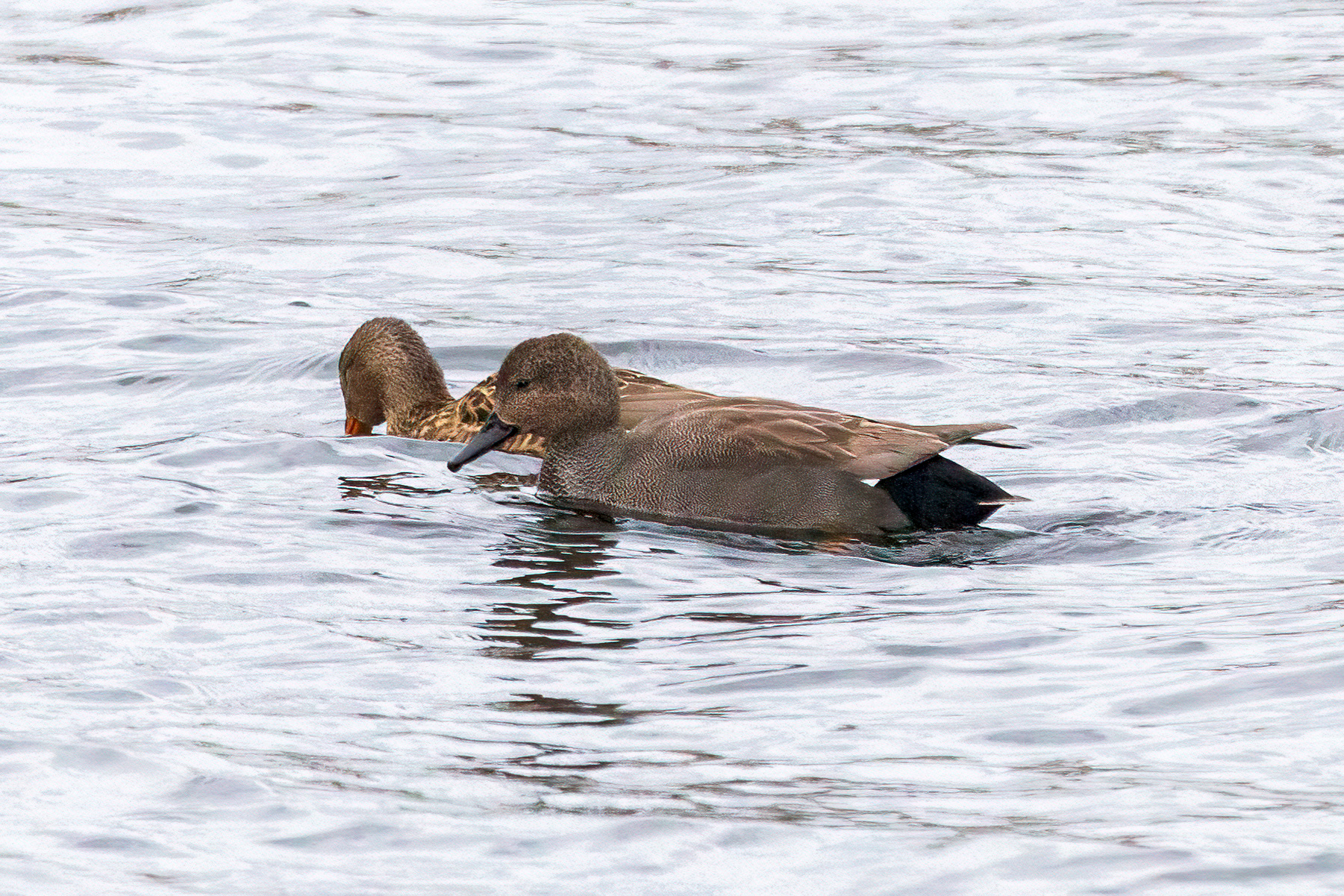 Gadwalls
