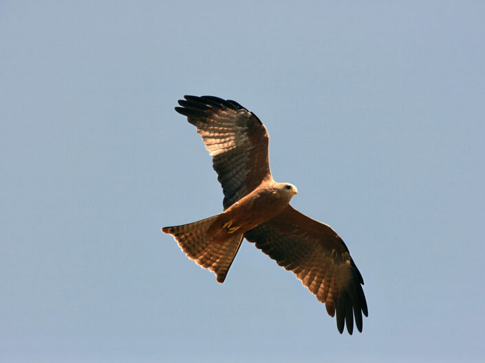 Milvus aegyptius, Yellow-billed kite, Schmarotzermilan