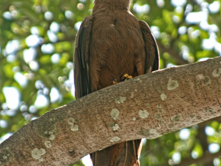 Milvus aegyptius, Yellow-billed kite, Schmarotzermilan