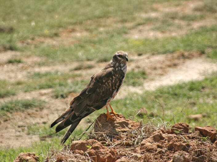 Circus pygargus, Female Montagu's harrier, Wiesenweihe