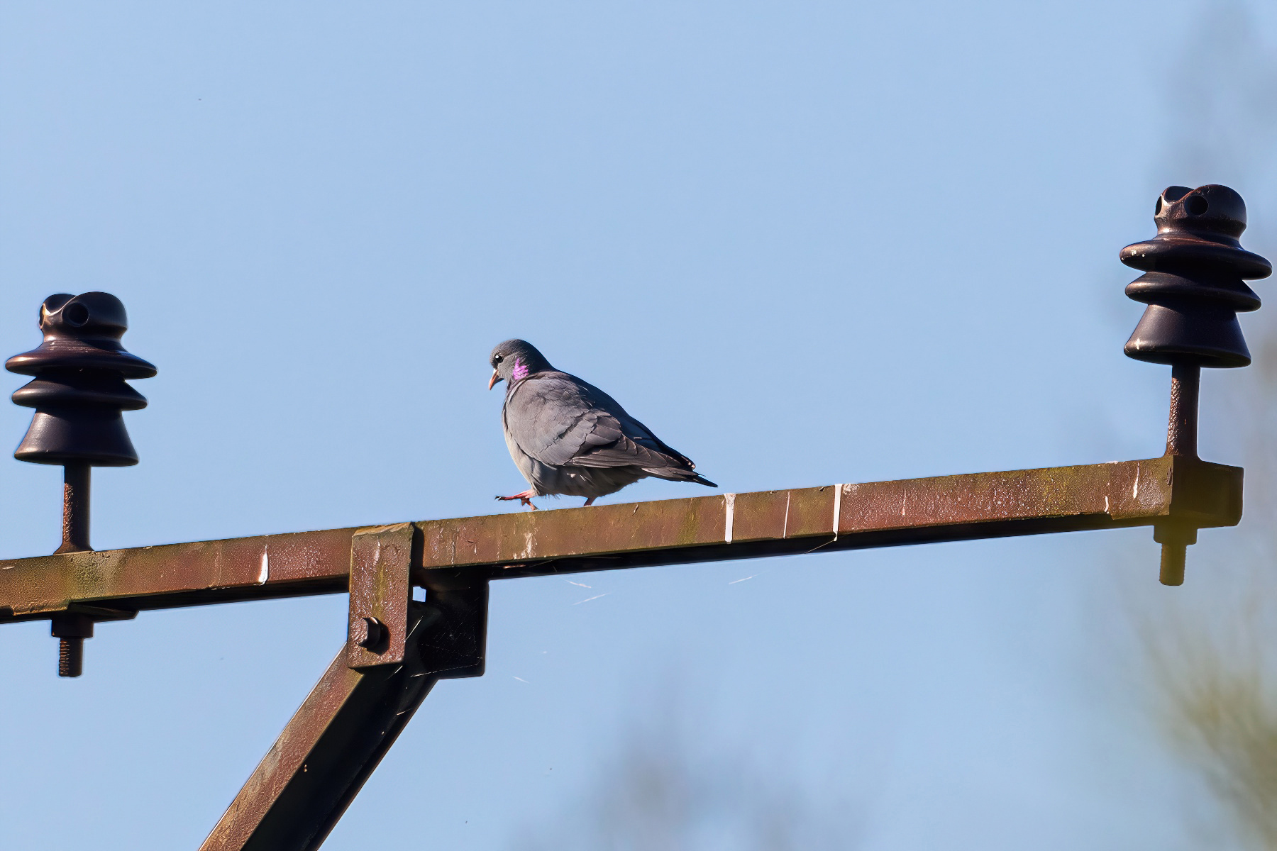 Stock dove on a pylon