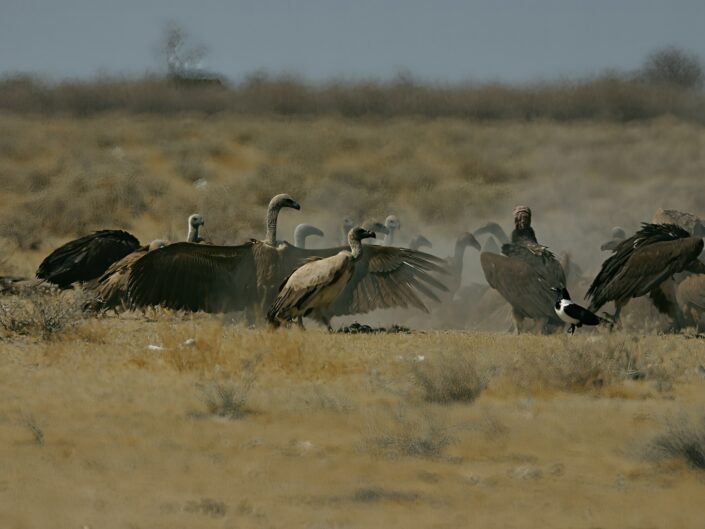 Vultures with their prey