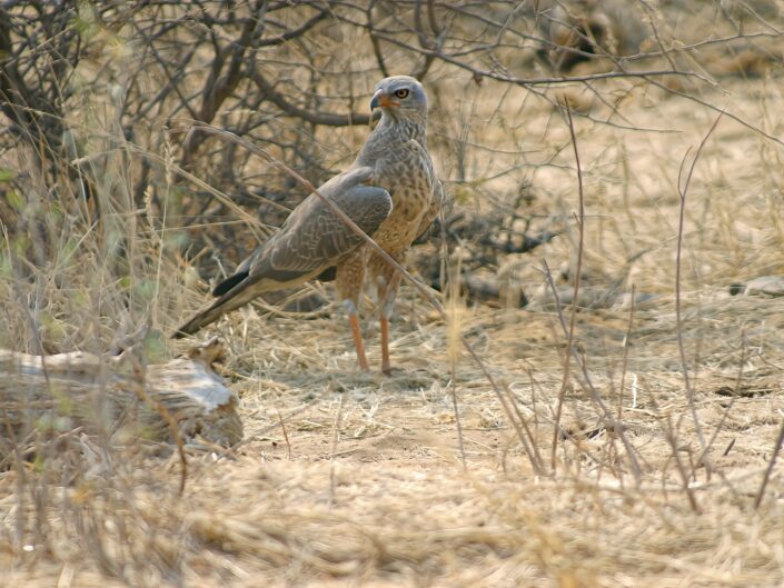Melierax canorus, Pale chanting goshawk, imm. (junger Silber-Singhabicht)