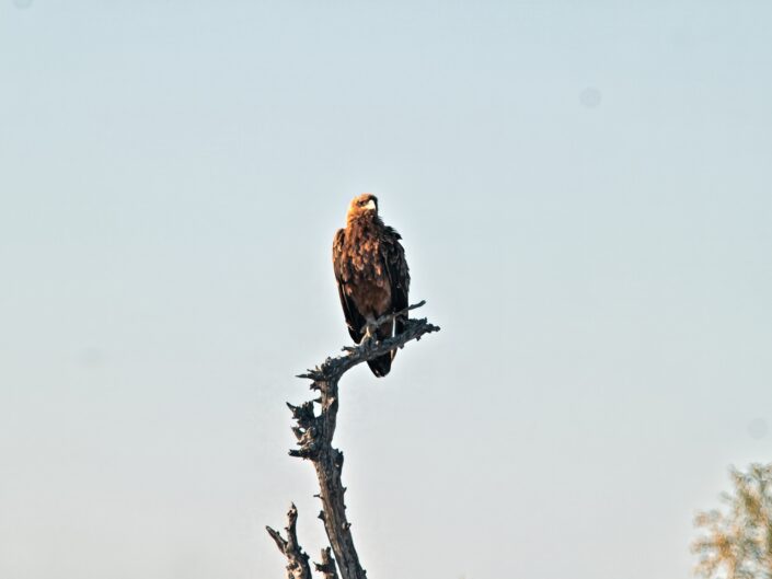 Tawny eagle on a tree