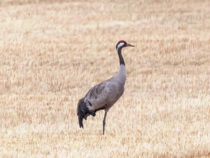 Common crane