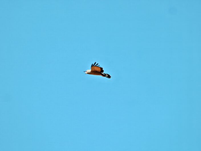 Polyboroides typus, African harrier hawk, Höhlenweihe