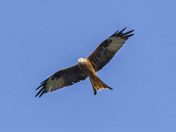 Milvus milvus, Red Kite, Rotmilan
