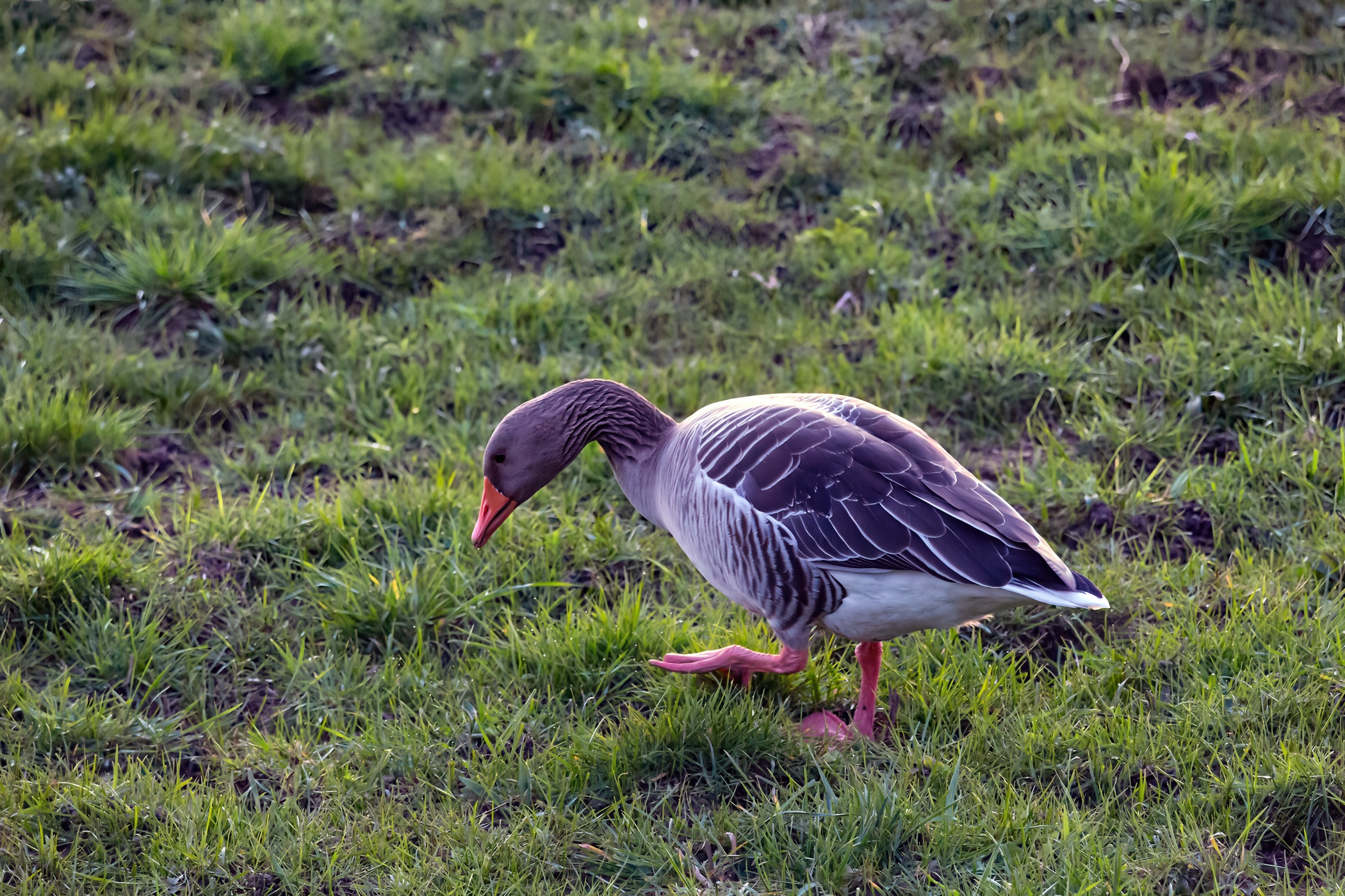 Greylag goose