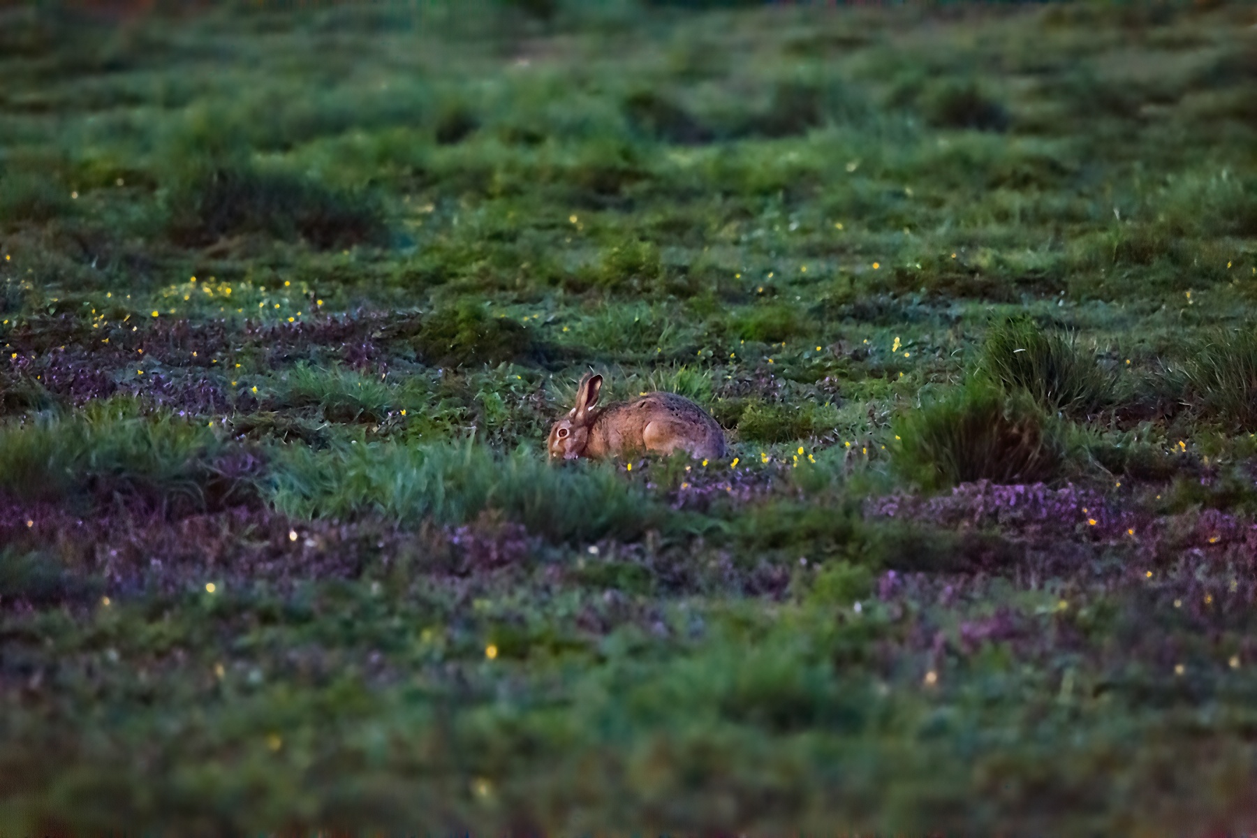 Hare