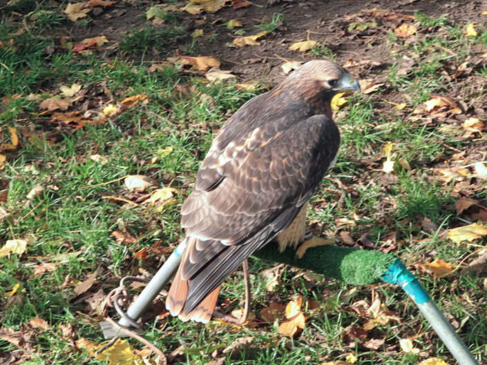 Buteo jamaicensis, Red-tailed hawk, Rotschwanzbussard