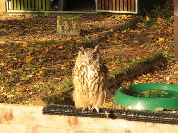 Eurasian eagle-owl