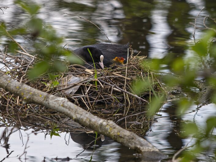 Eurasian coot