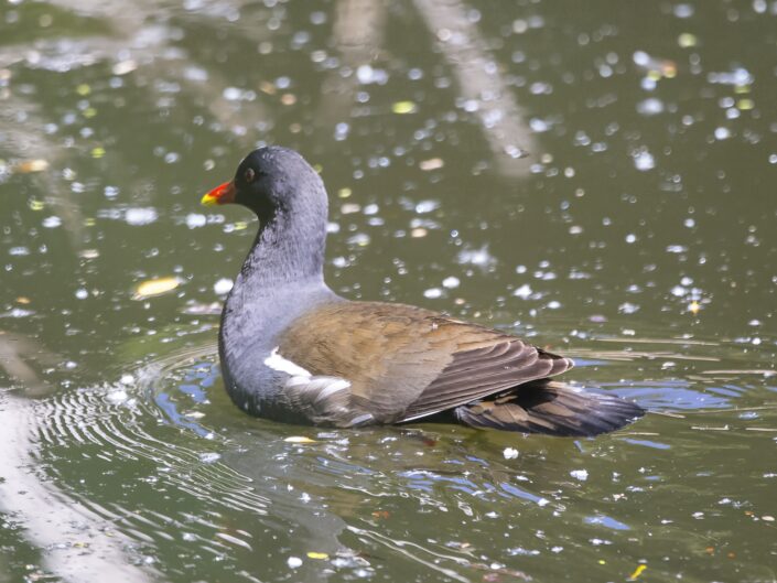 Common moorhen