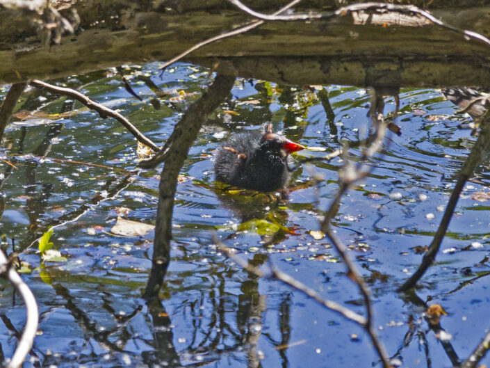 Young common moorhen