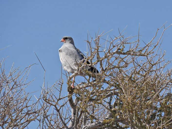 Melierax canorus, Pale chanting goshawk, Silber-Singhabicht