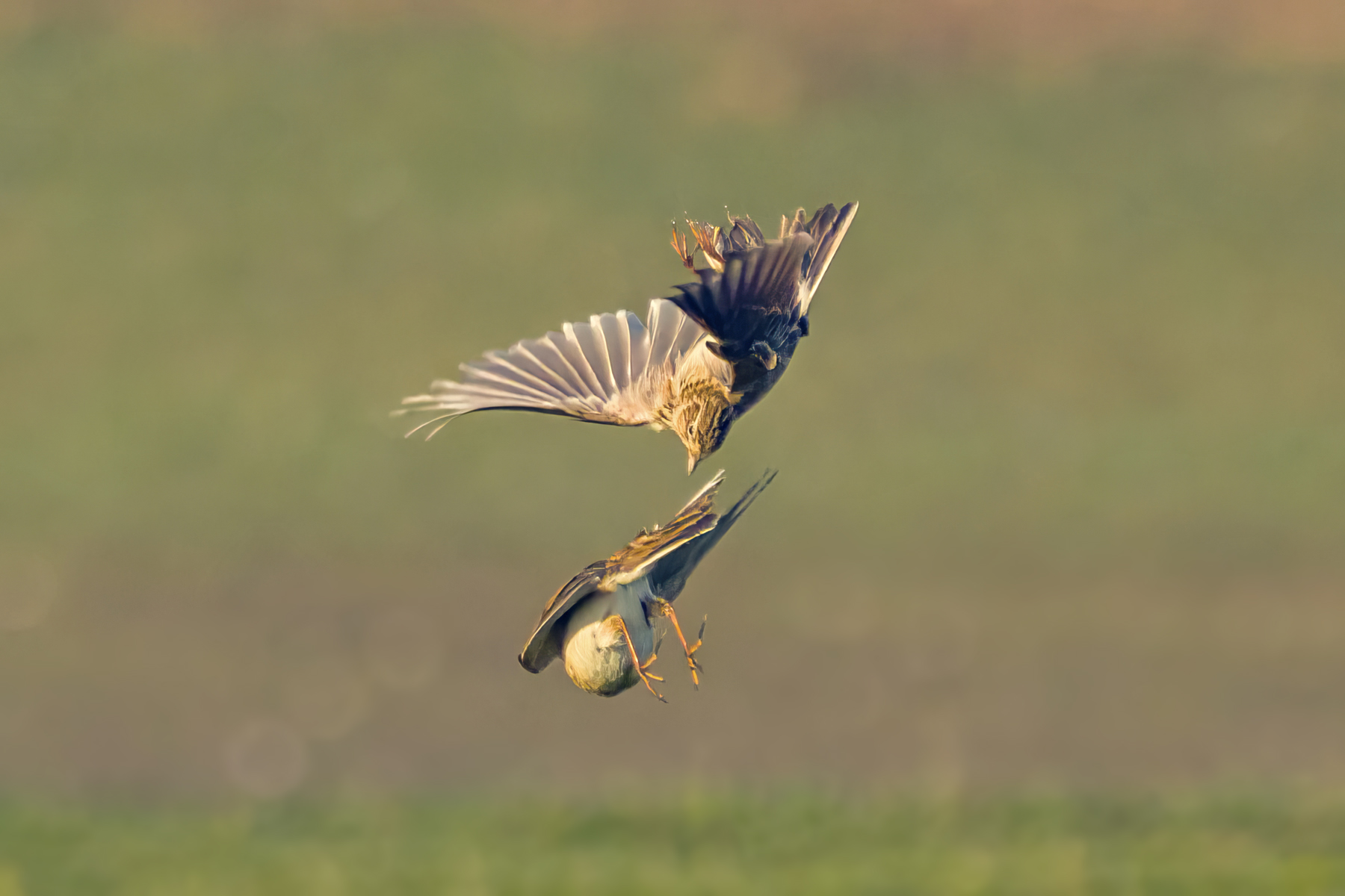 Eurasian skylarks