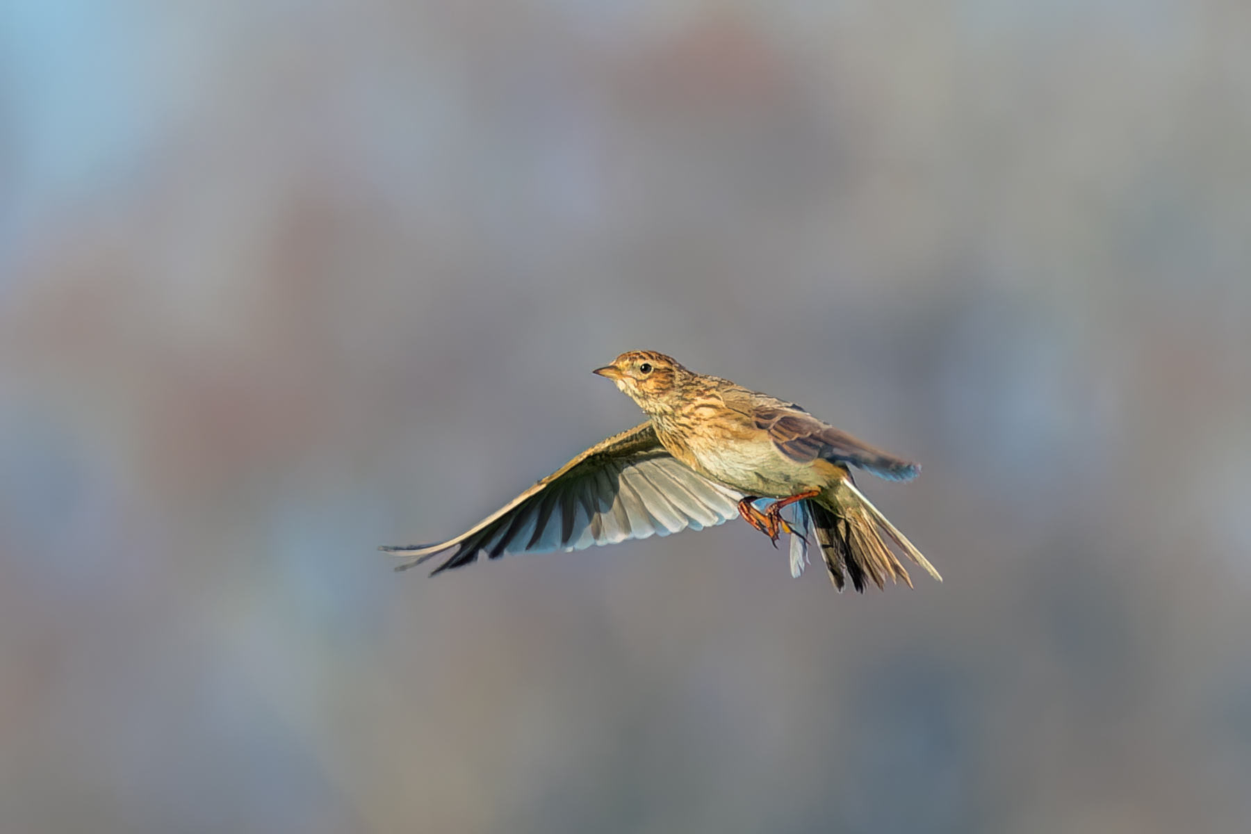 Eurasian skylark