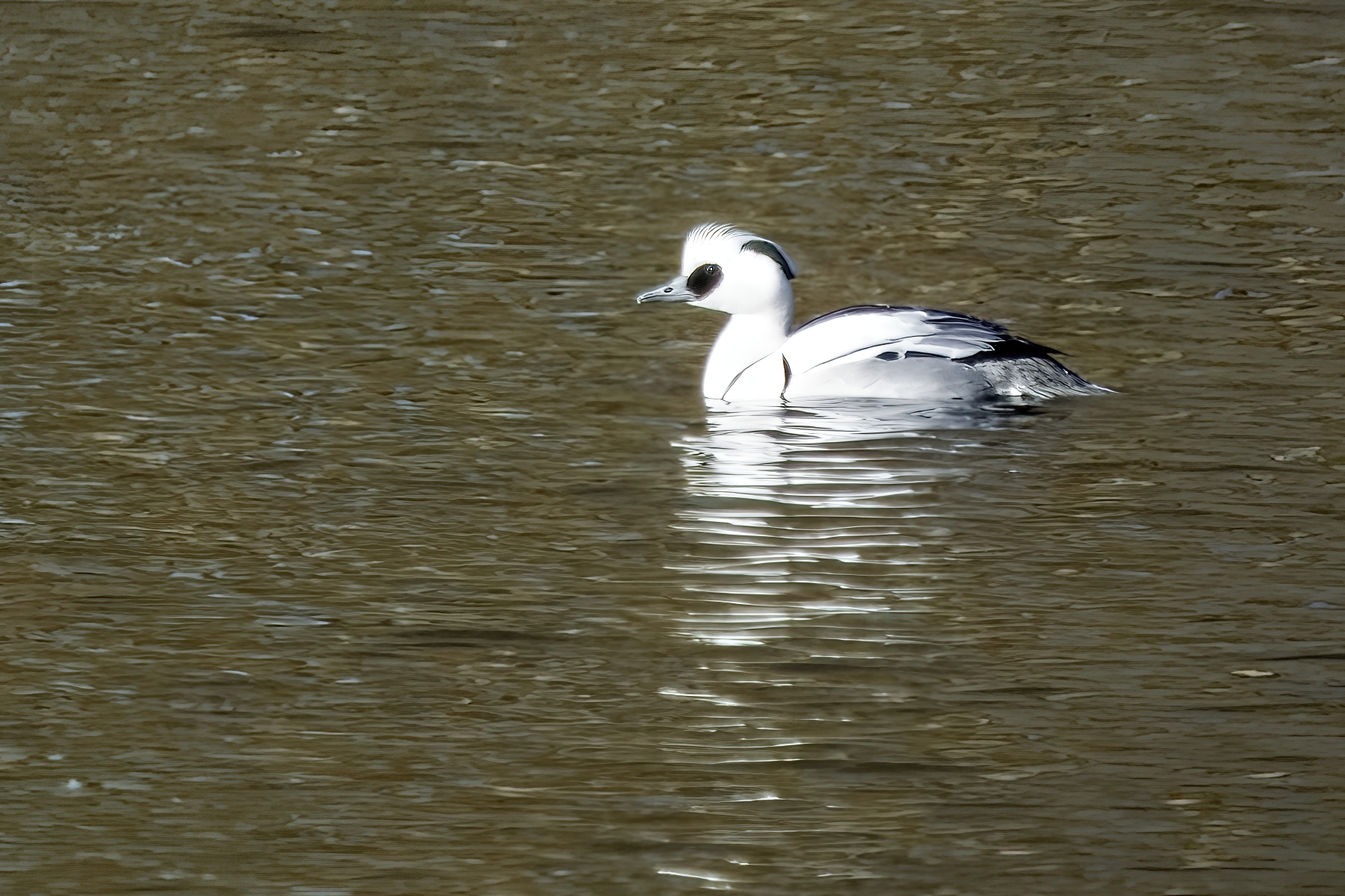 Smew
