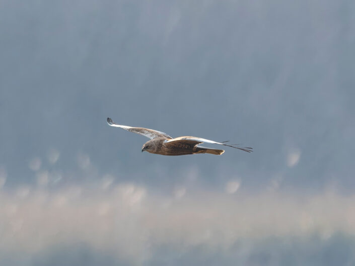 Circus aeruginosus, Male western marsh harrier, Rohrweihe (M)