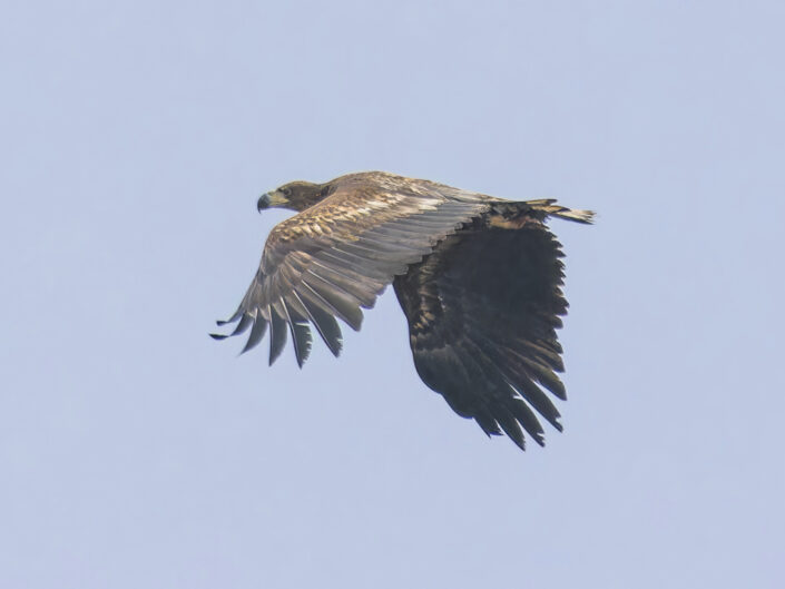 Haliaeetus albicilla, White-tailed eagle (Seeadler)