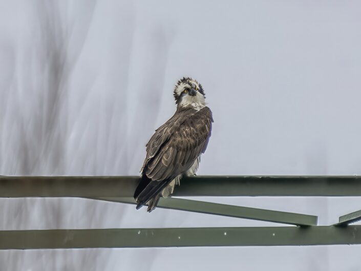 Pandion haliaetus, Osprey, Fischadler