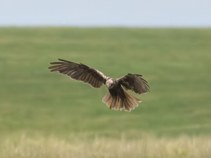 Circus aeruginosus, Female western marsh harrier, Rohrweihe (W)
