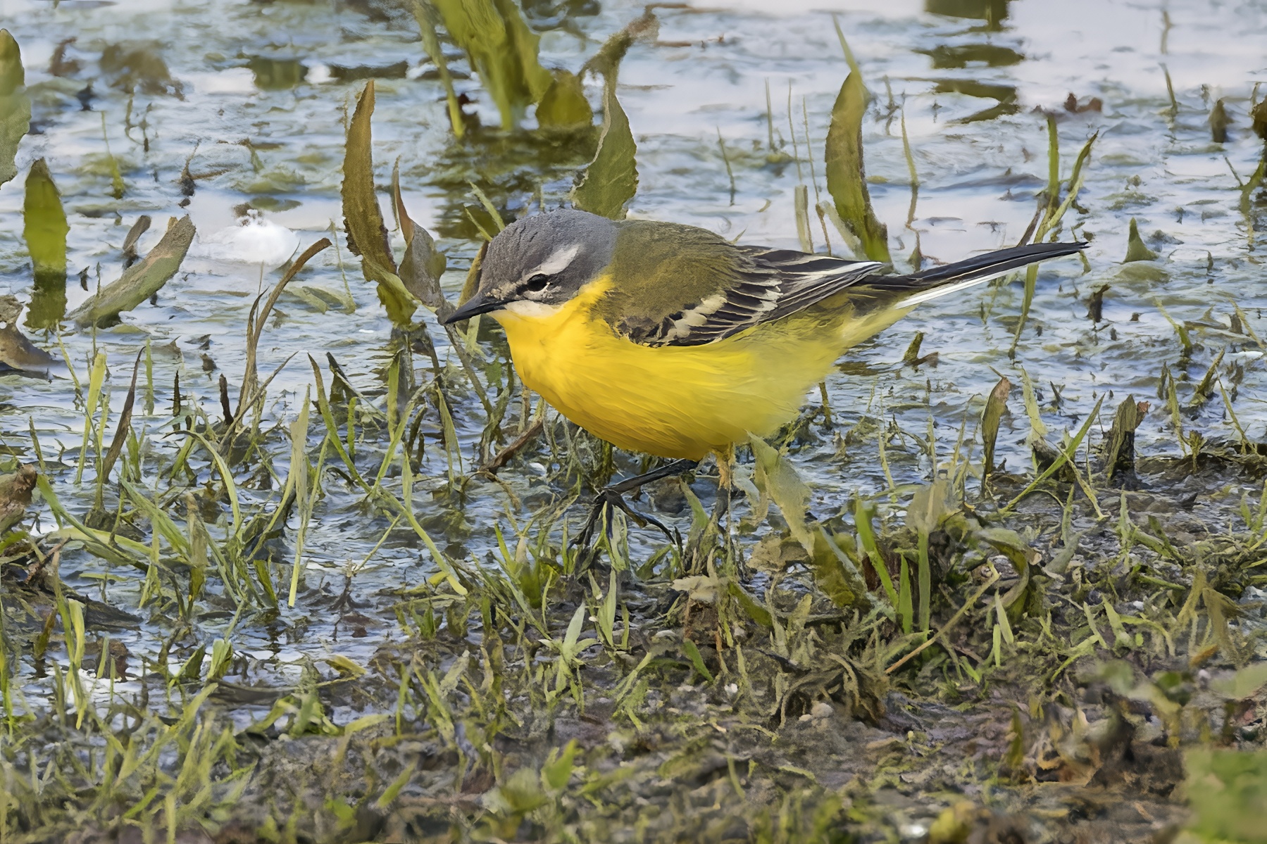 Blue-headed wagtail