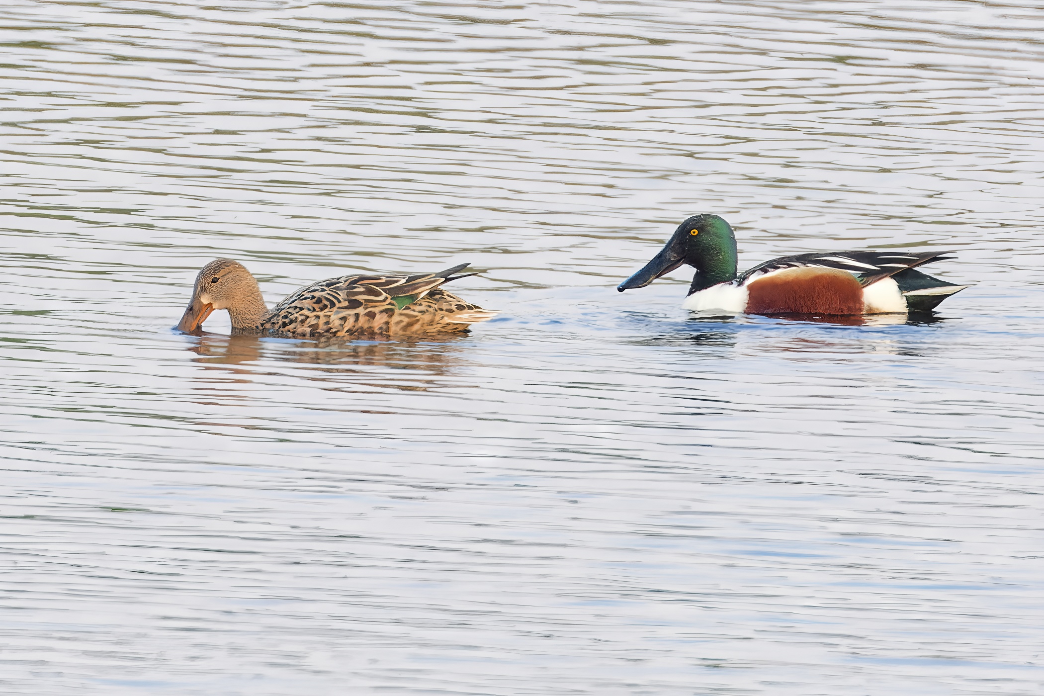 Mallard with Northern shoveler