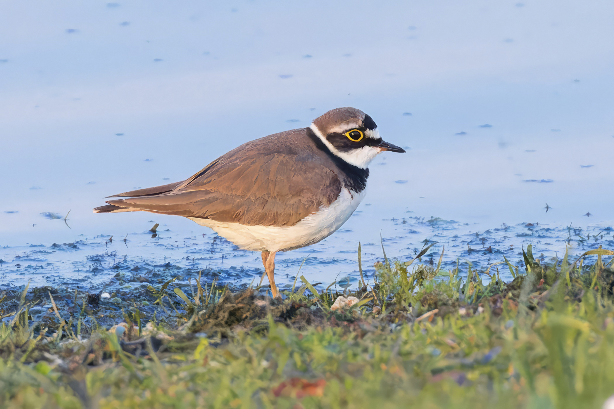 Little ringed plover